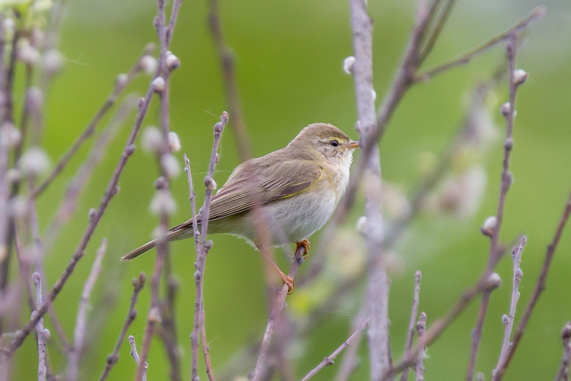 Mosquitero musical