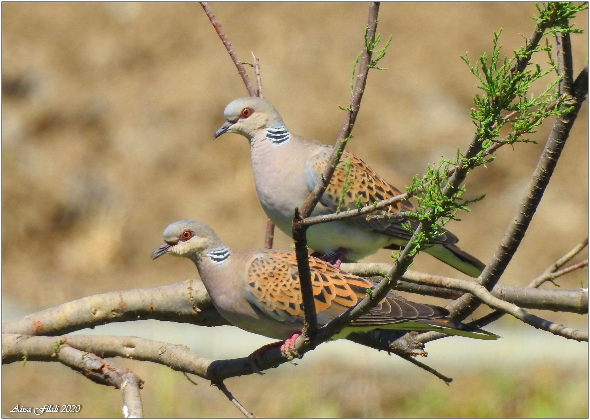 European Turtle-Dove