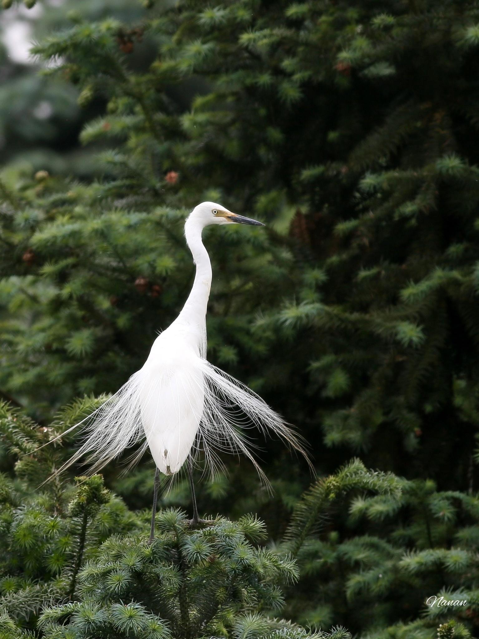 Medium Egret