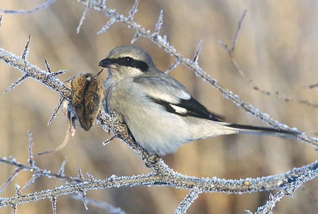 Great Gray Shrike