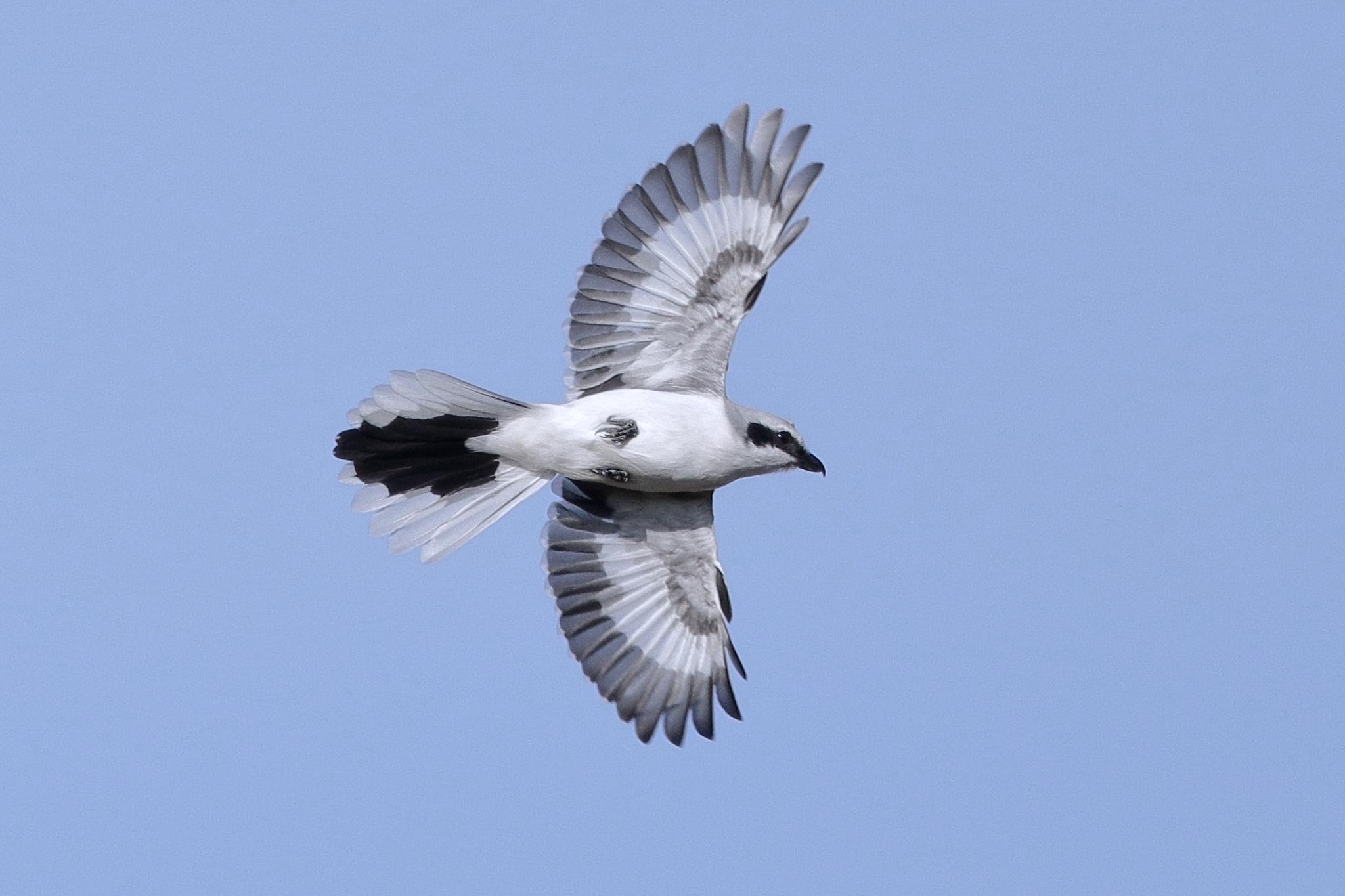 Great Gray Shrike
