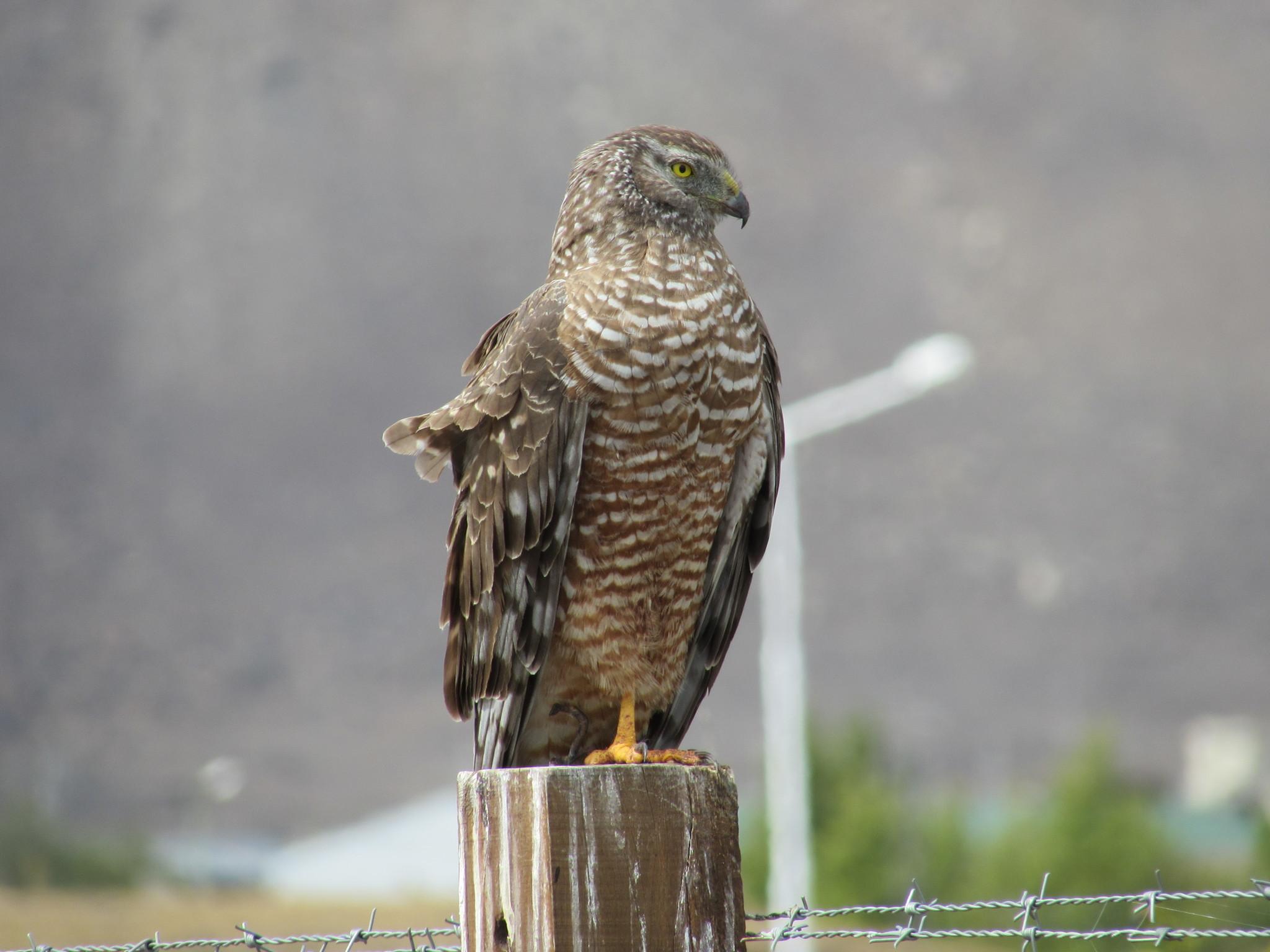 Aguilucho vari