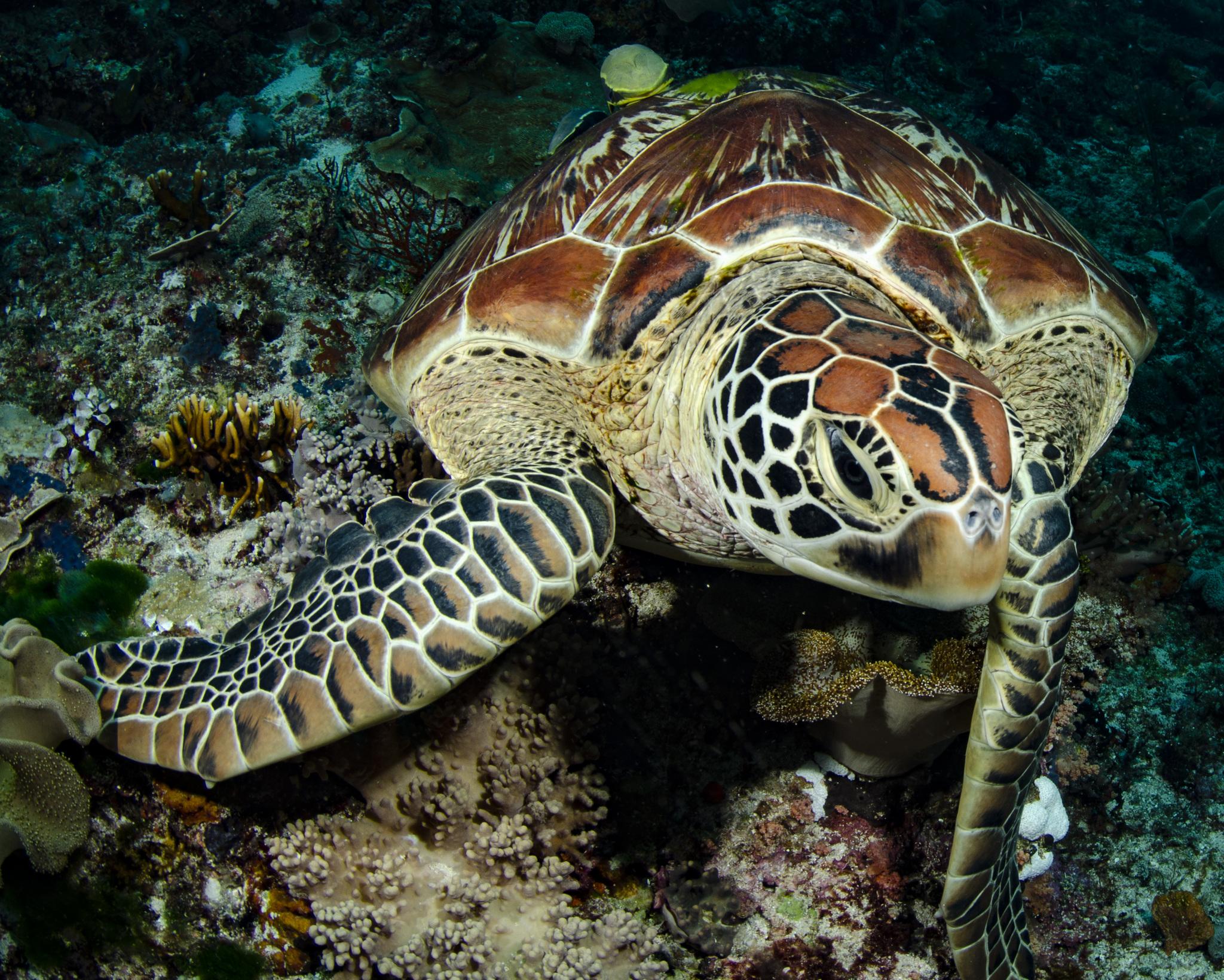 Tortuga verde