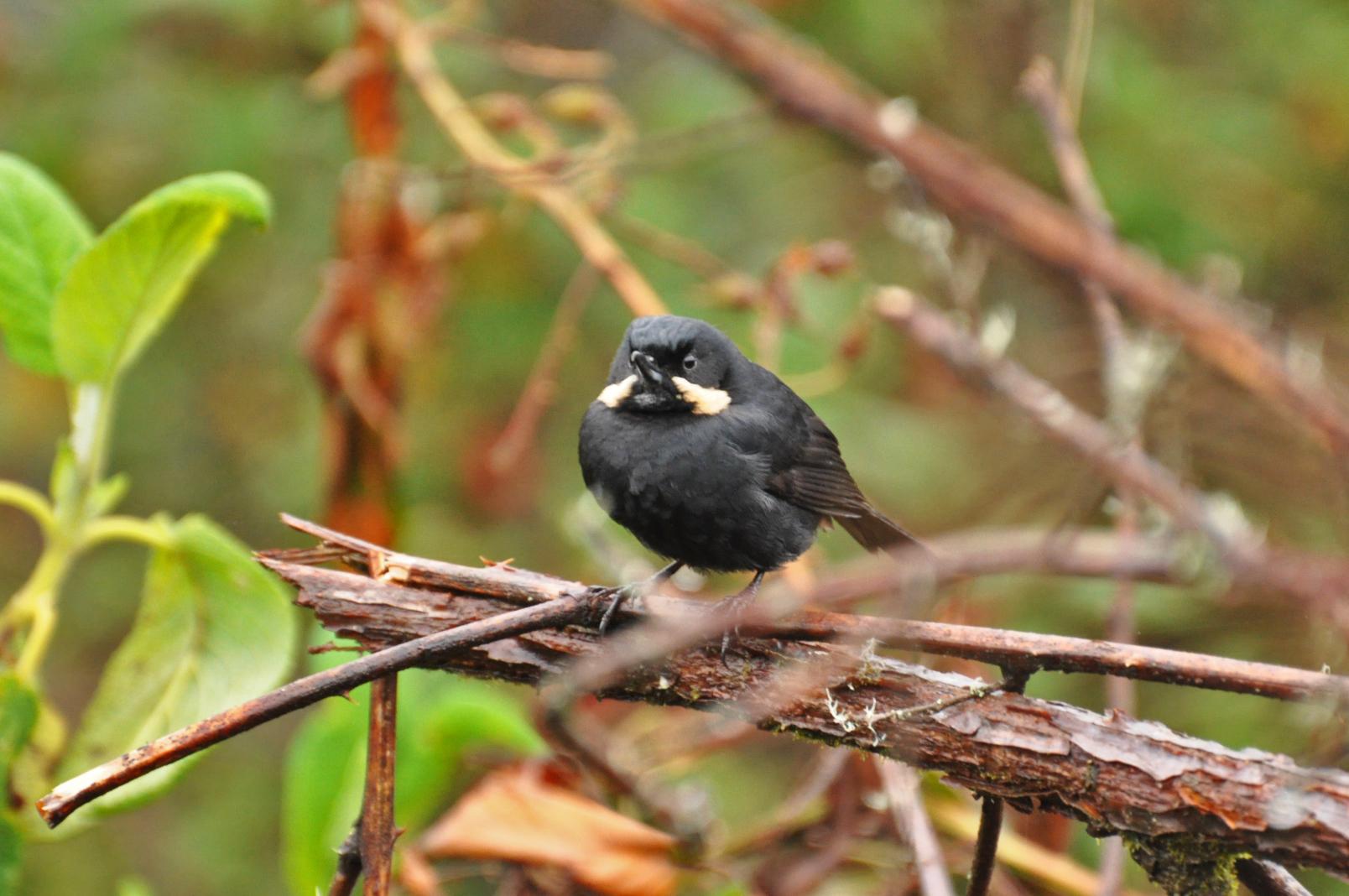 Moustached Flowerpiercer