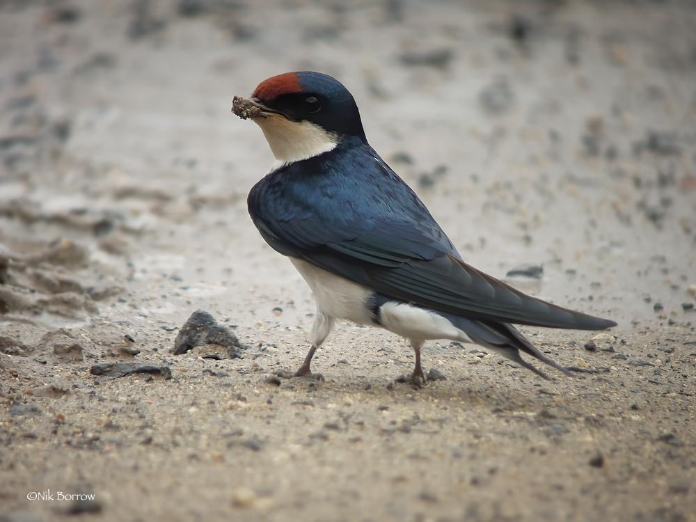 Golondrina Etiópica