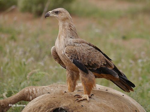 Águila rapaz