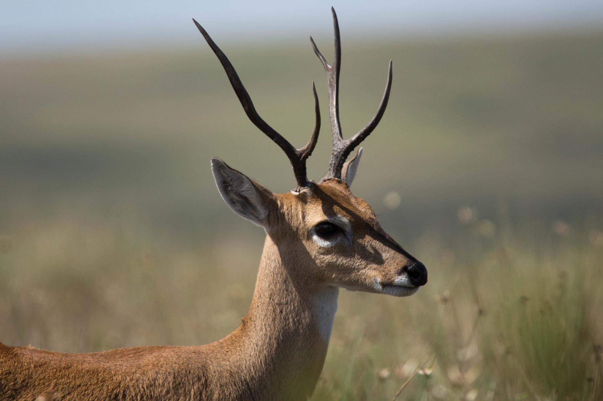 Ungulates, Carnivorans, and Allies