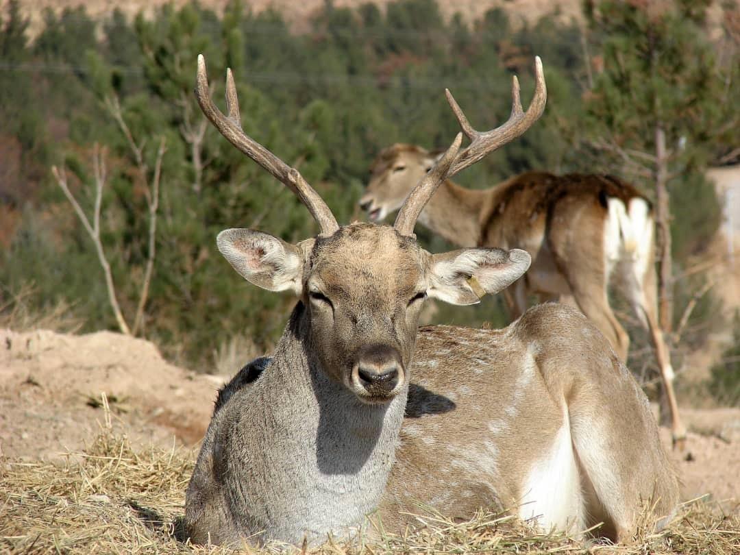 Gamo de Mesopotamia
