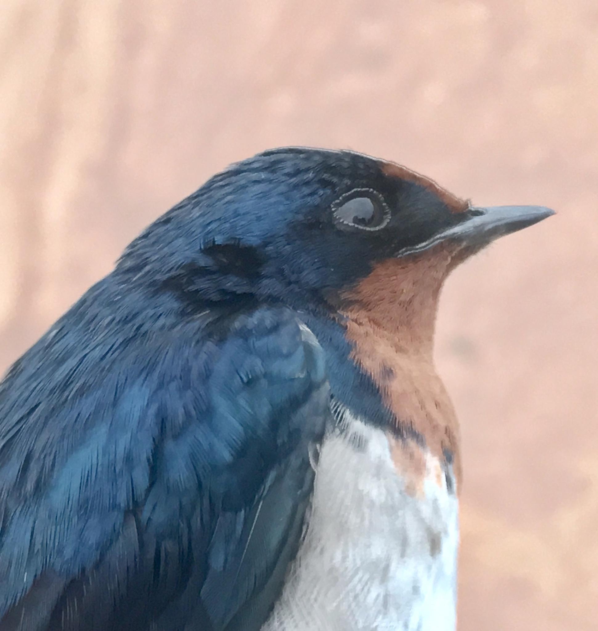 Golondrina Angoleña