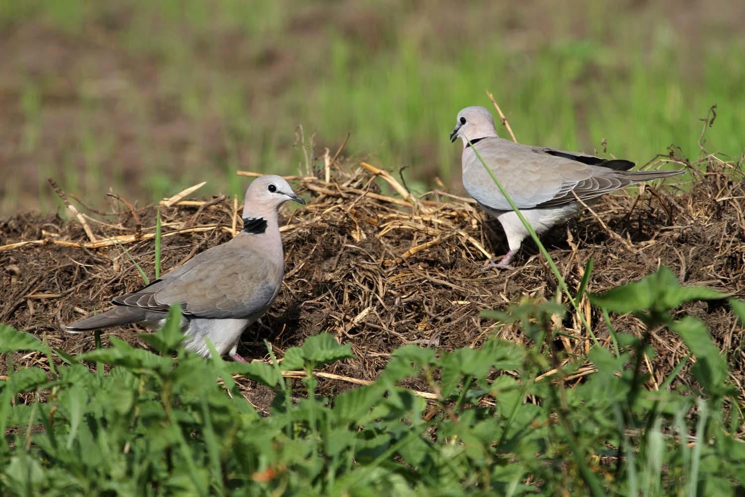 Cape Turtle Dove