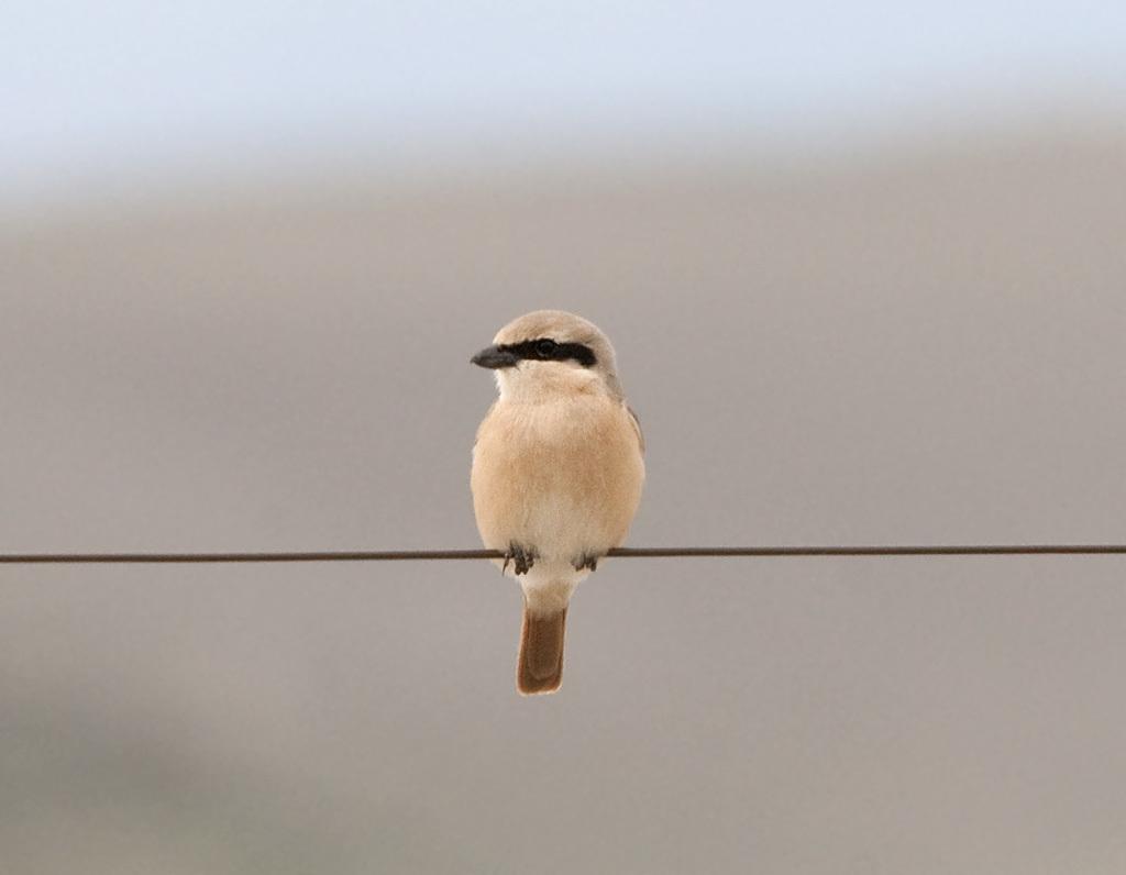 Isabelline Shrike