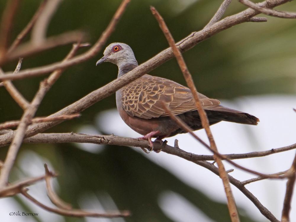 Adamawa Turtle-Dove