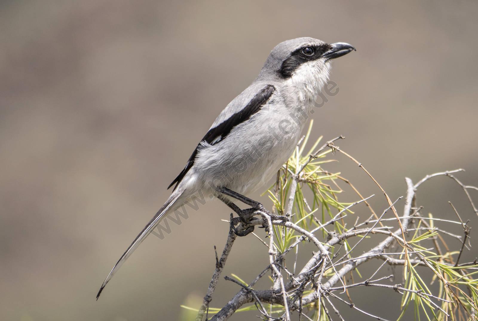Great Gray Shrike