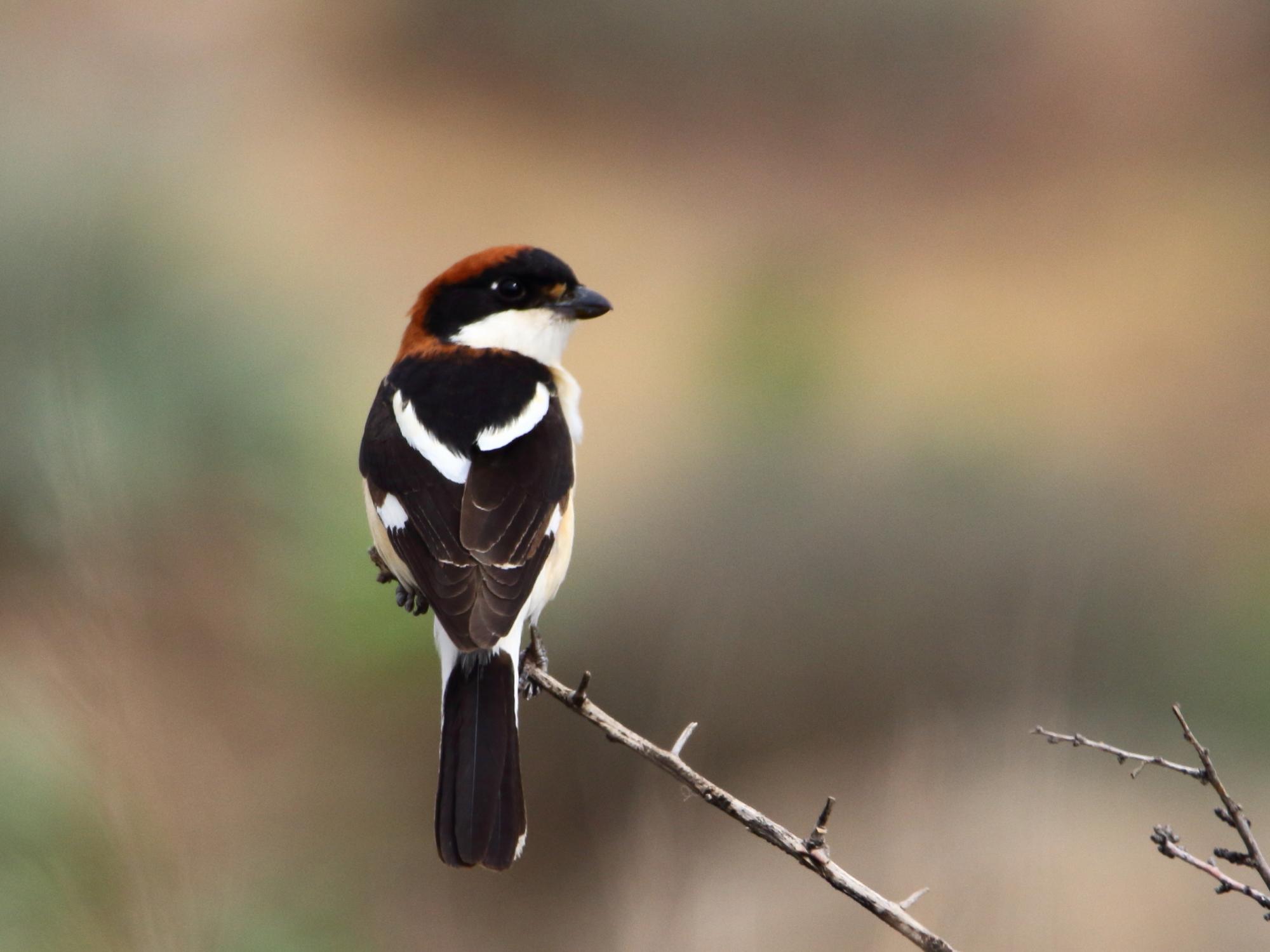 Woodchat Shrike
