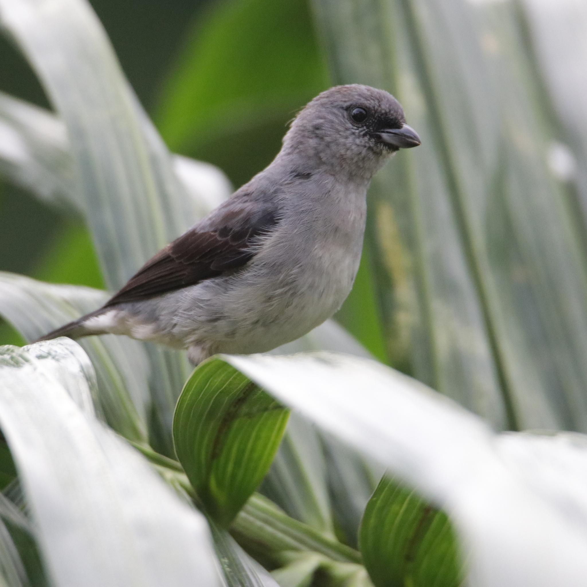 Plain-colored Tanager