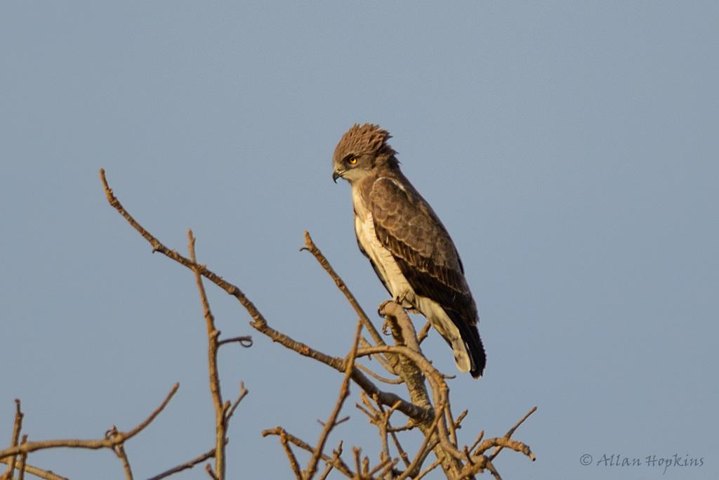 Culebrera sudanesa