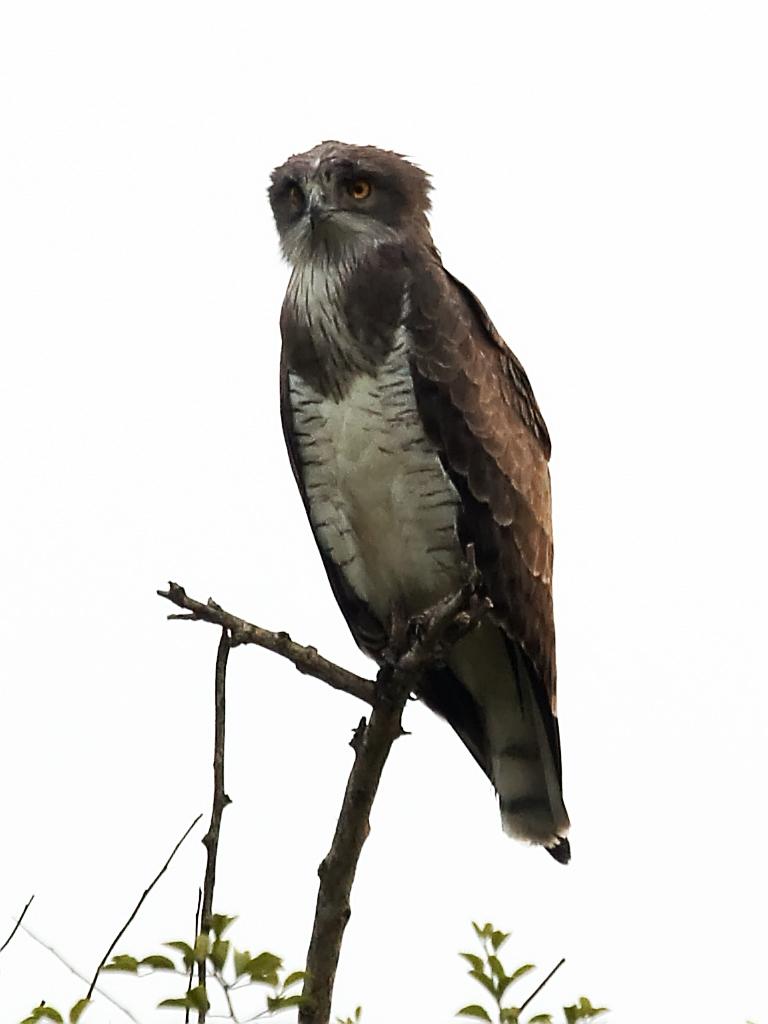 Culebrera sudanesa