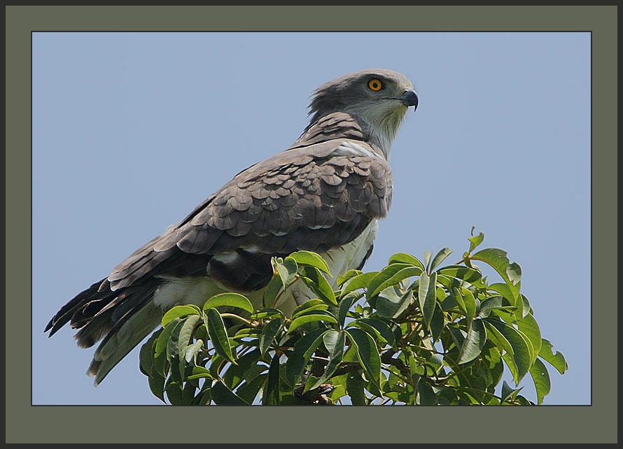 Culebrera sudanesa