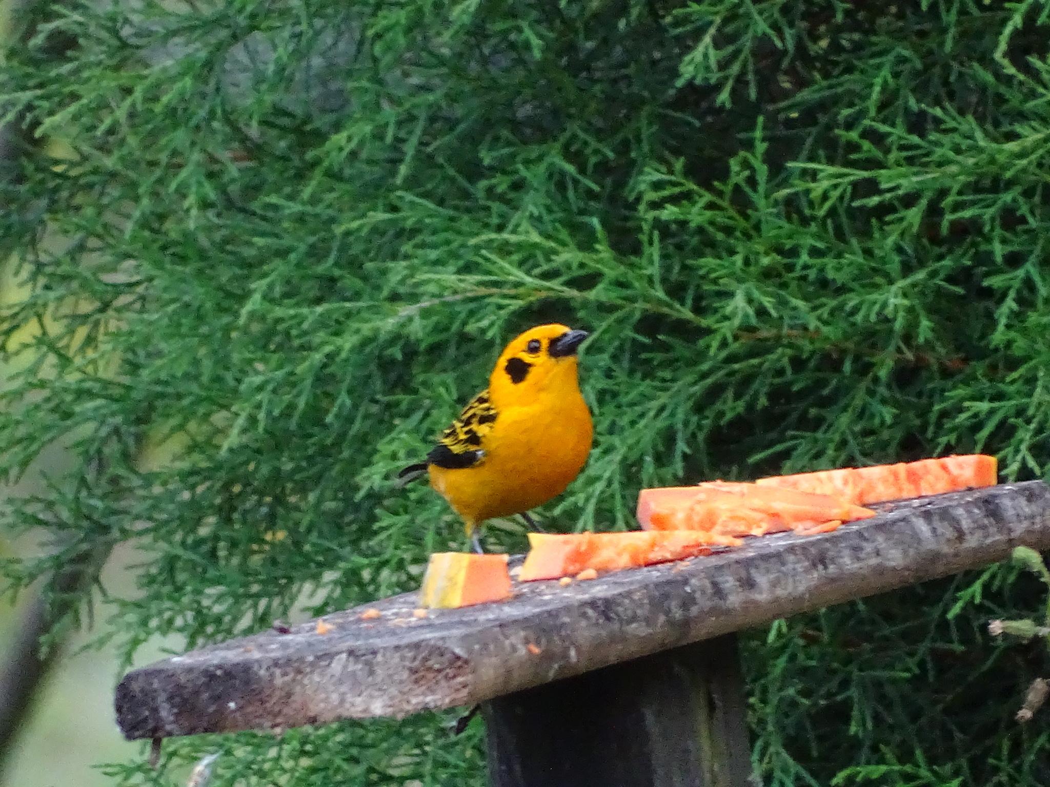 Golden Tanager
