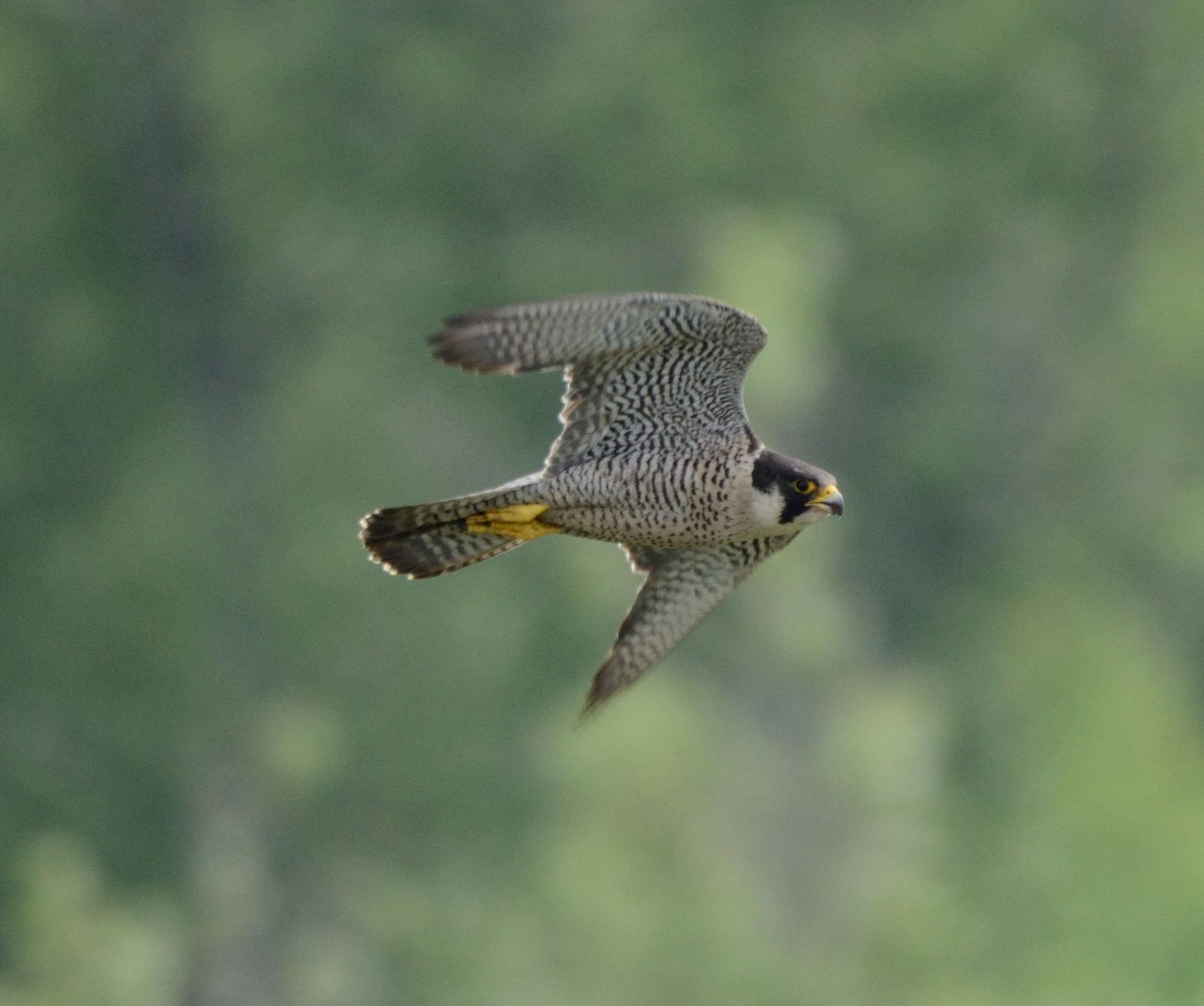Halcón Peregrino