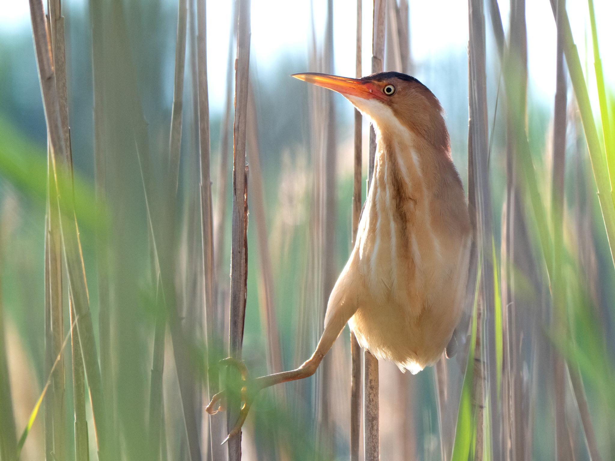 Pelícanos, garzas, ibis y parientes