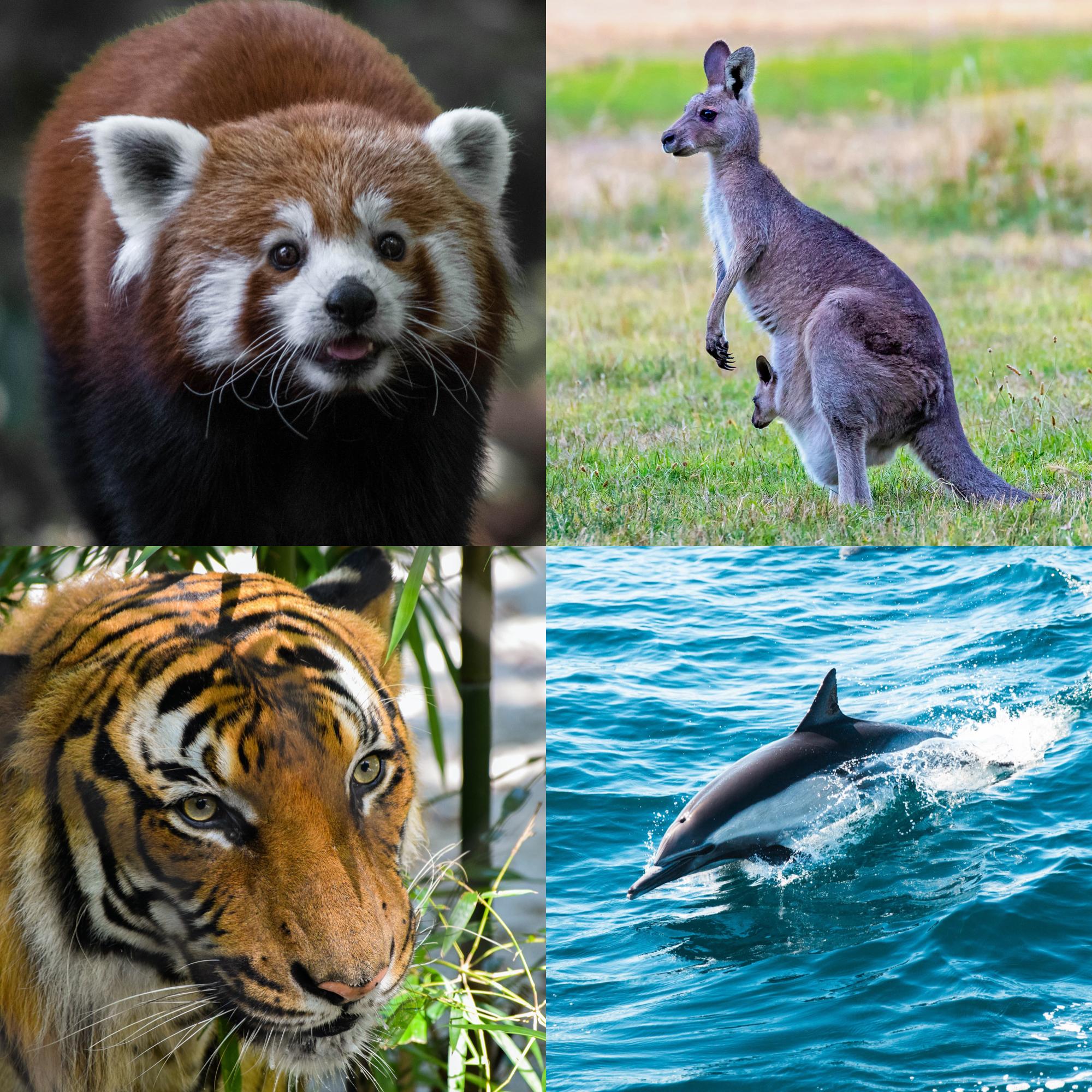 Mammals