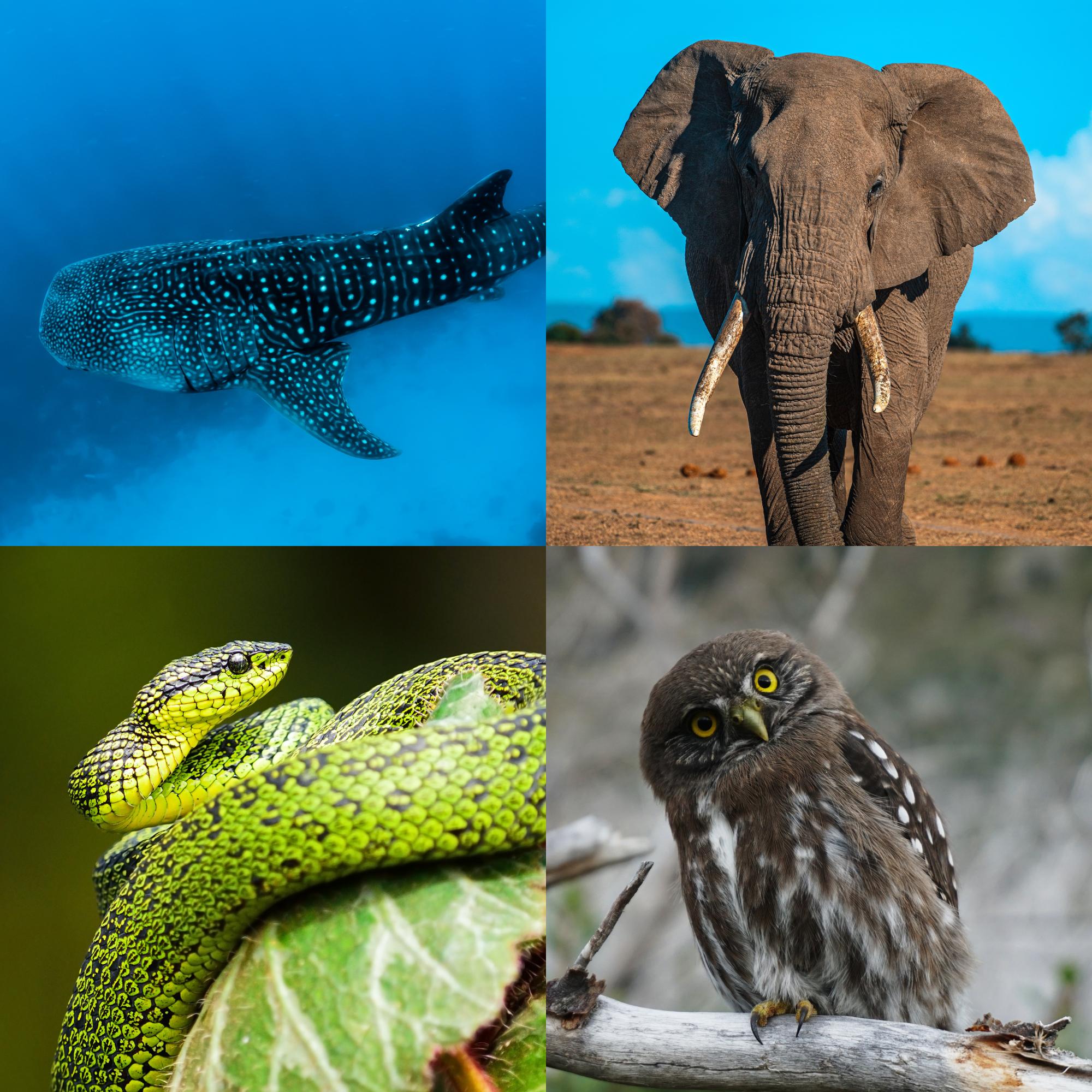 Chordates