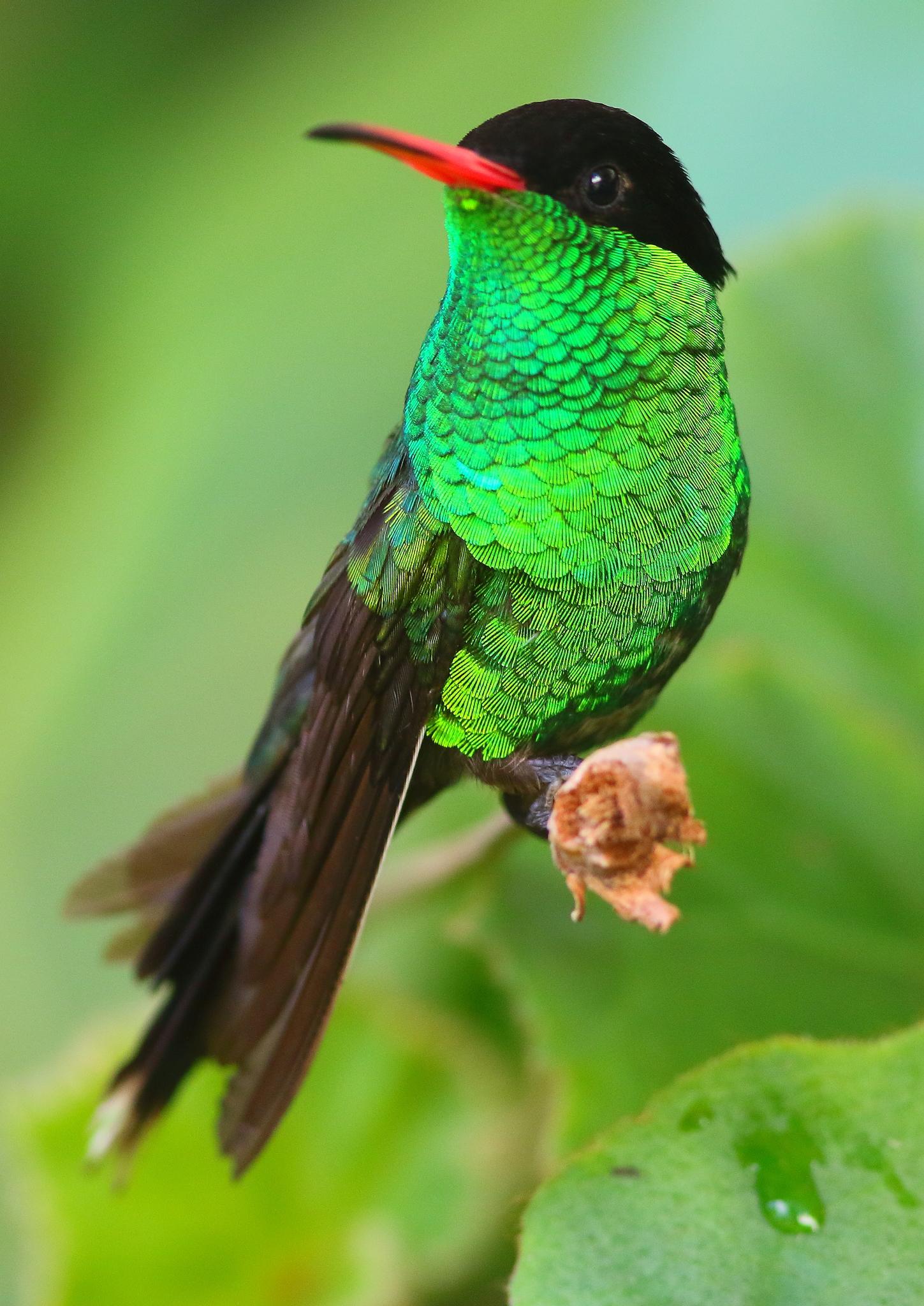 Trochilini