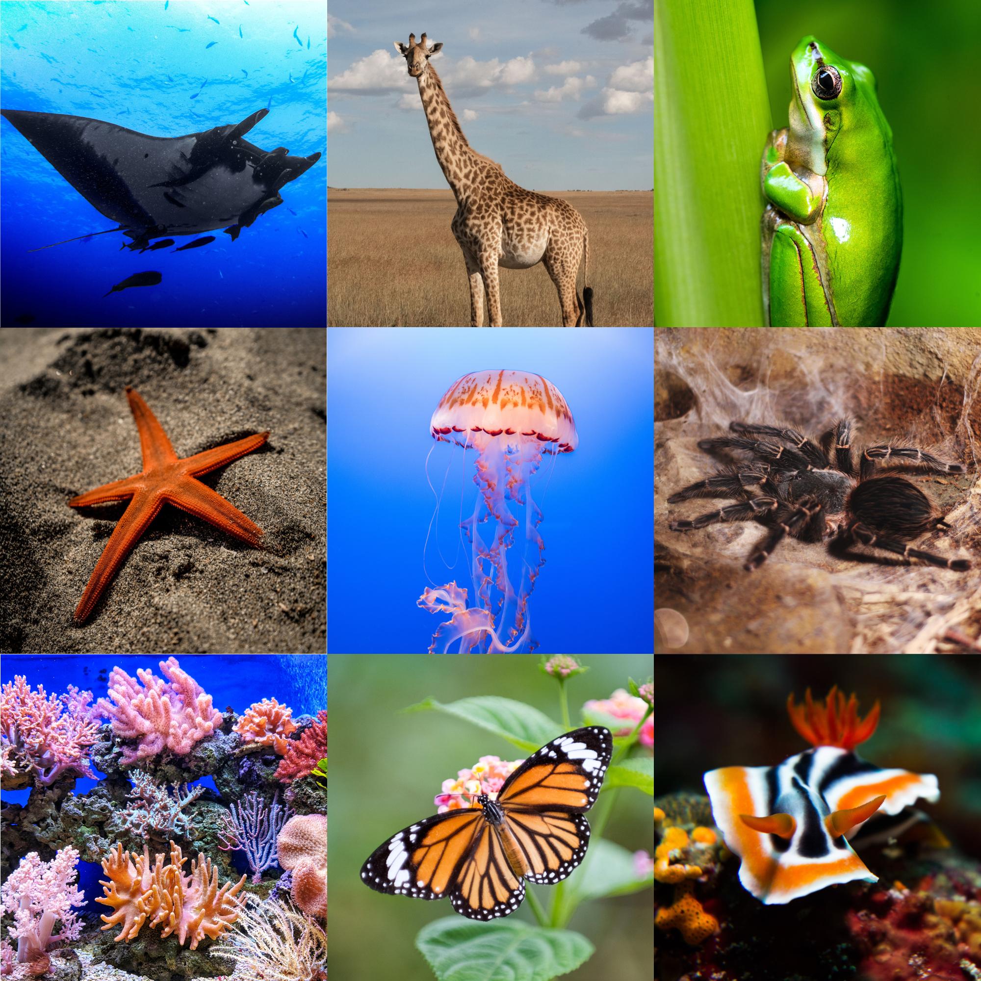 Animals