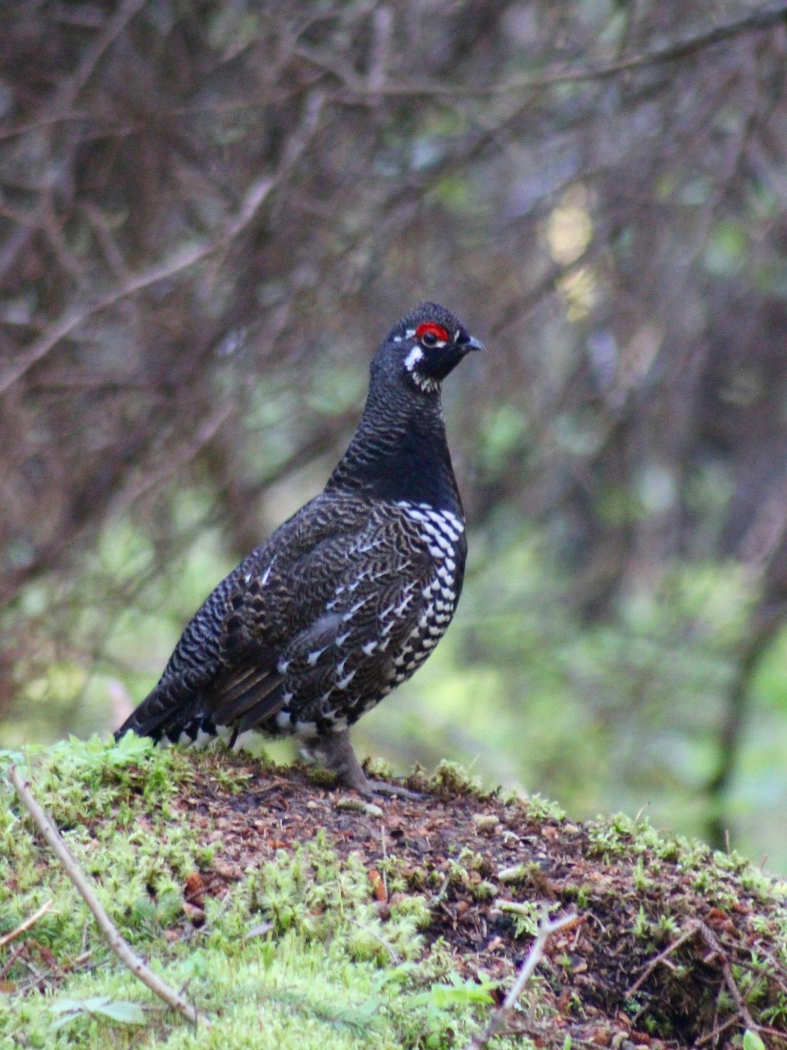 Chachalacas, guajolotes silvestres, codornices y pavón