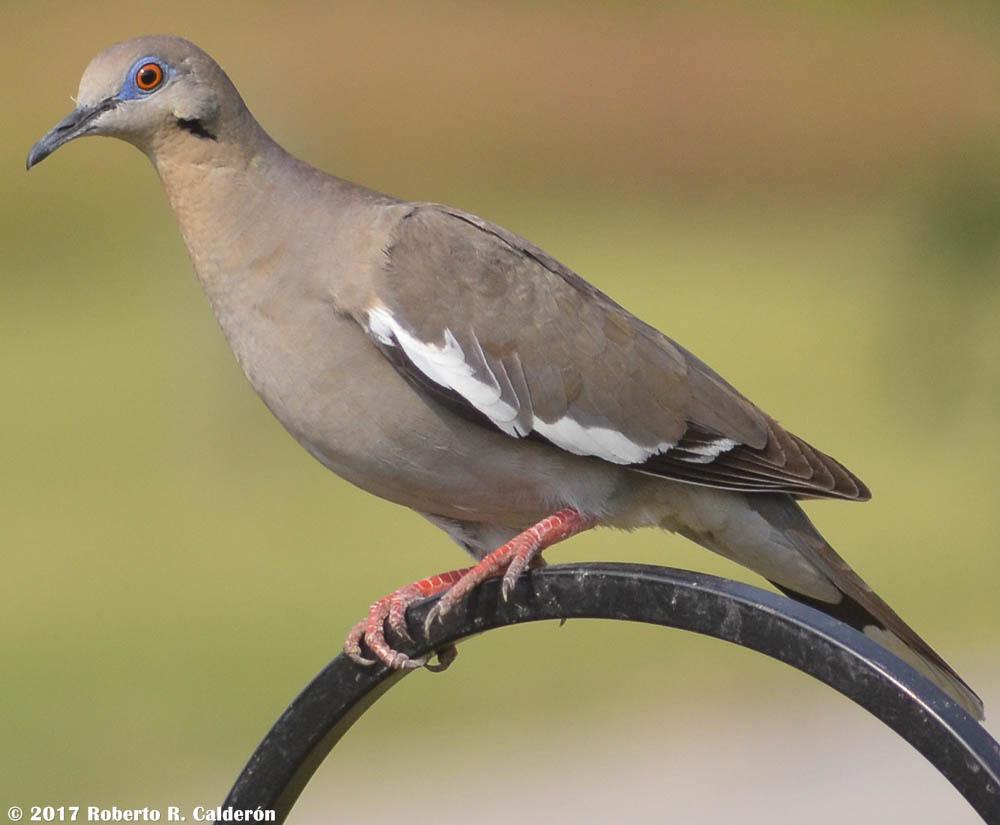 Palomas, tortolitas y coquitas