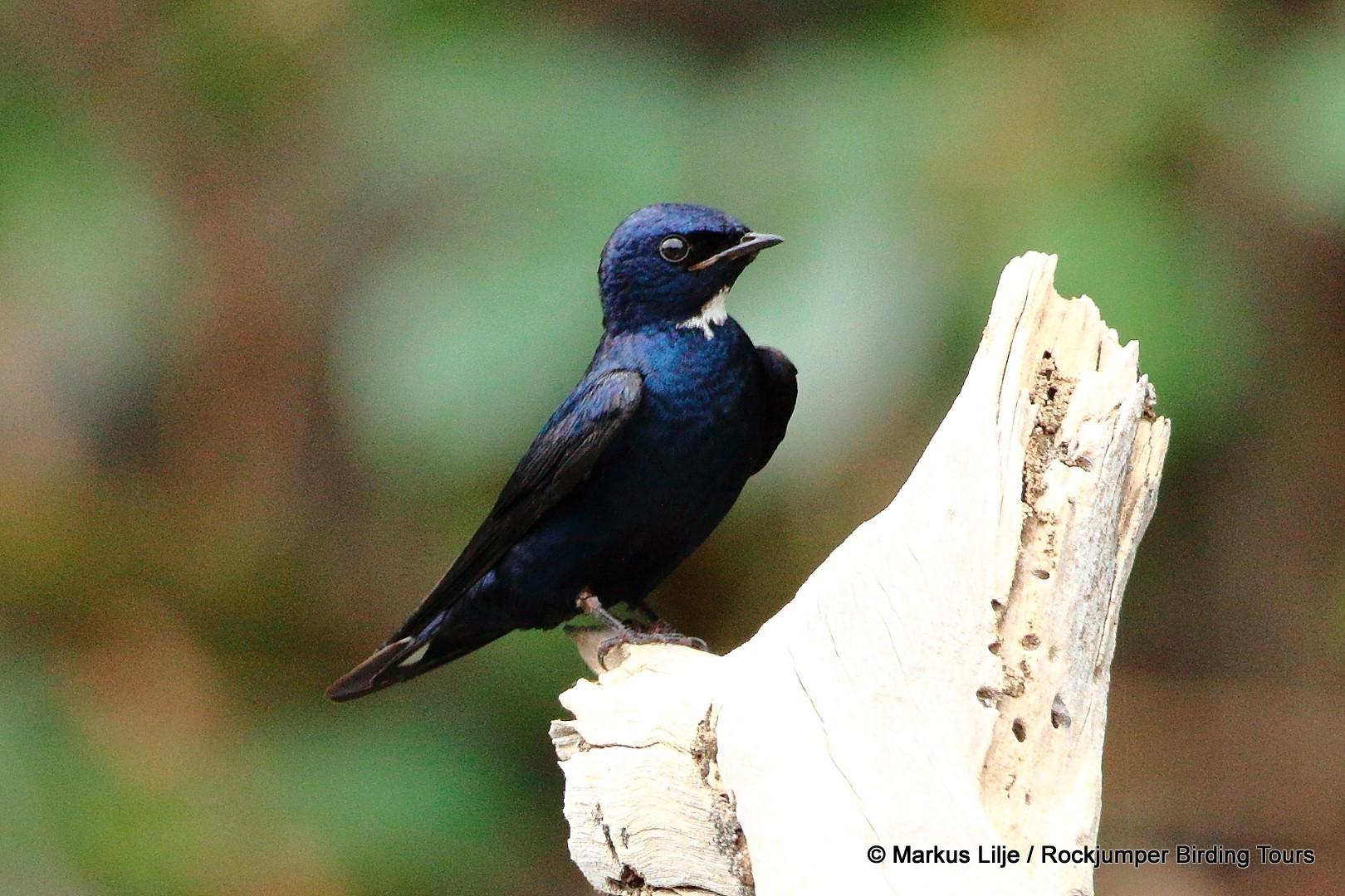 Golondrina Negrita