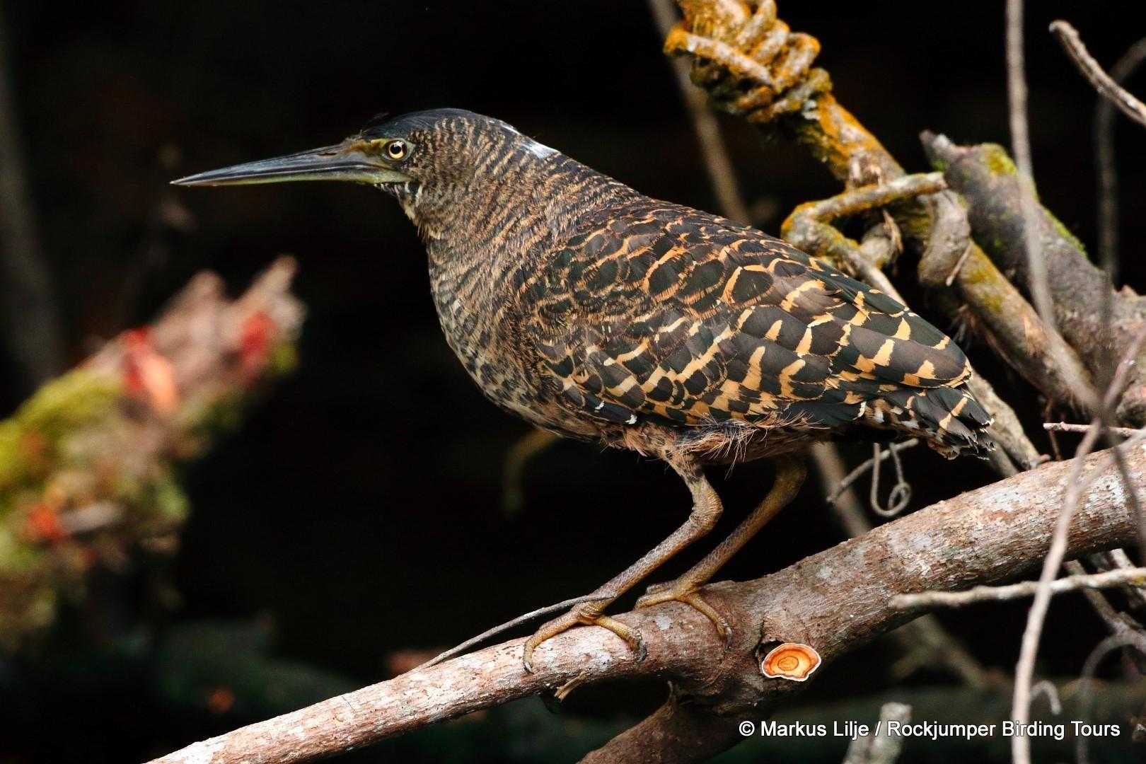 Garzas