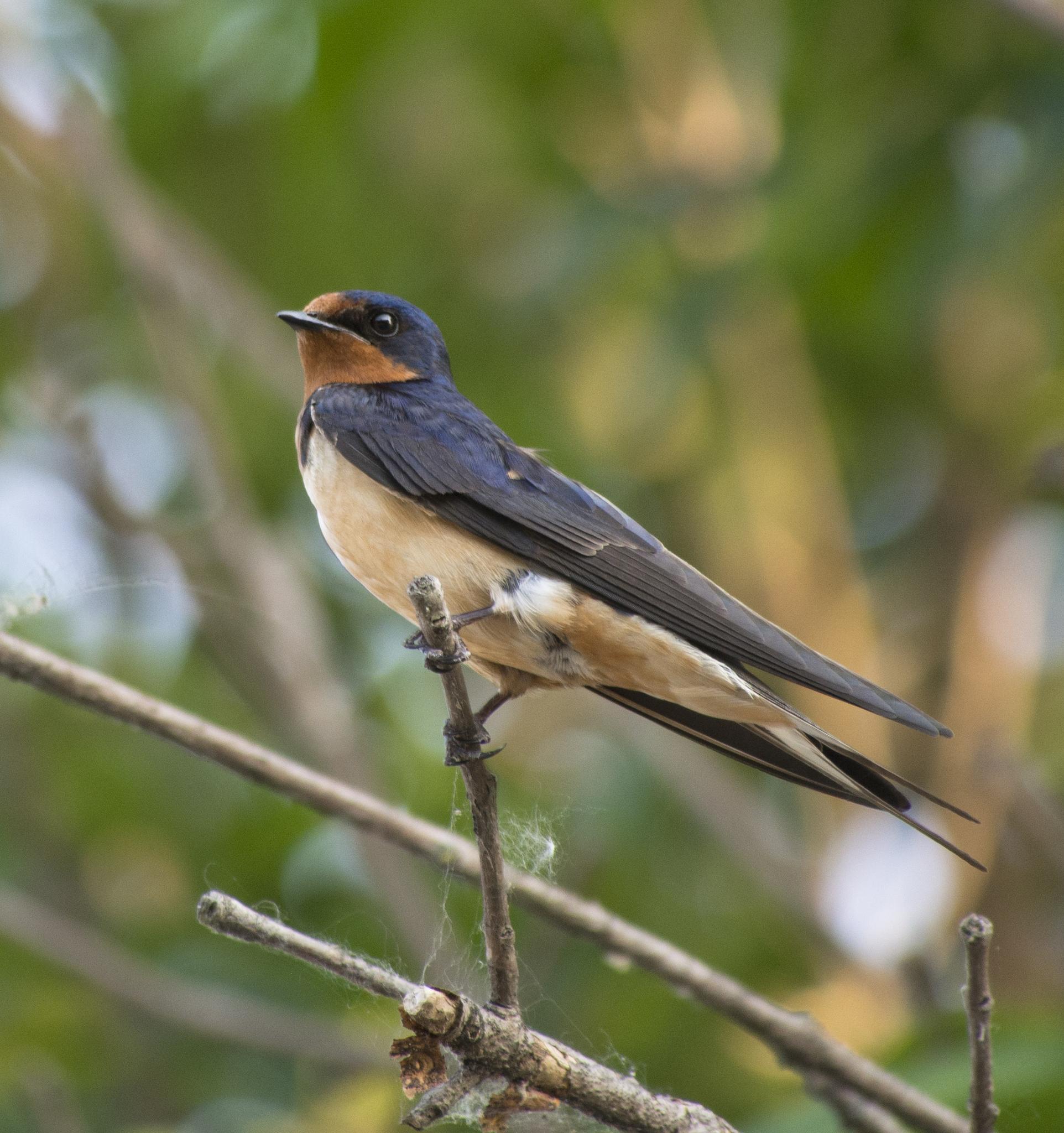 Golondrina tijereta