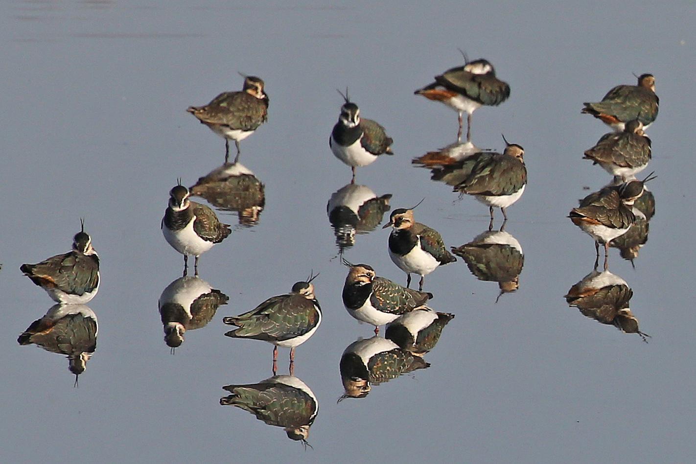 Avefría europea