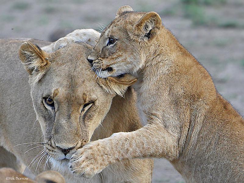 Mammals