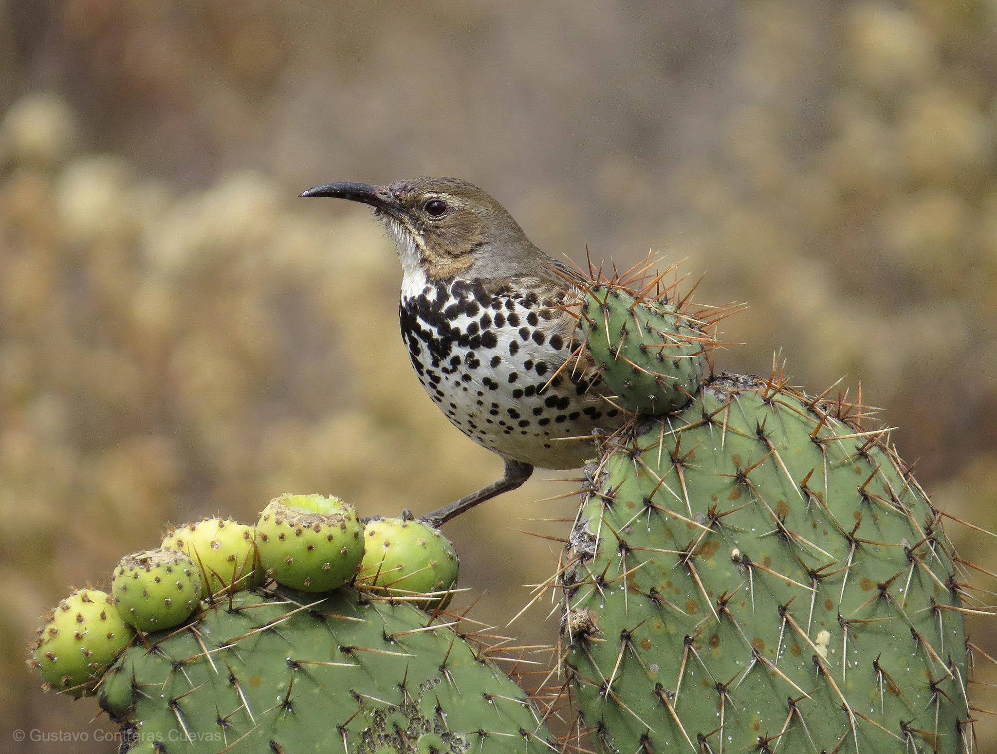 Centzontles, cuicacoches y mulatos