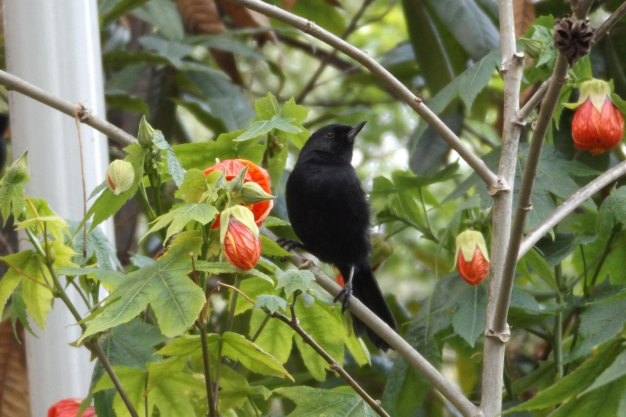 Black Flowerpiercer