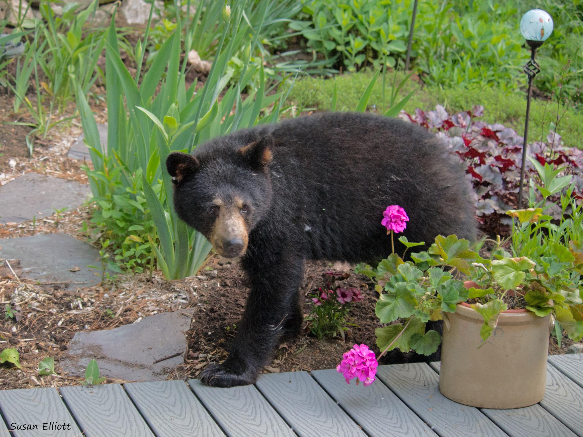 Oso negro americano