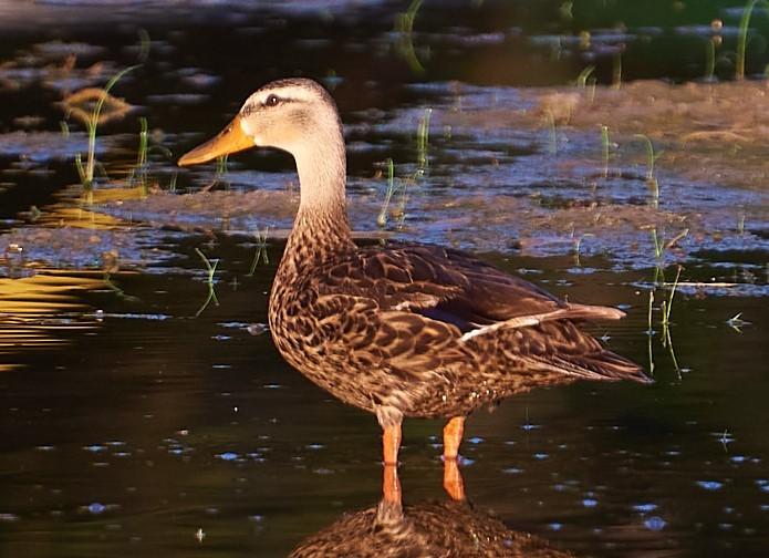 Mexican Duck