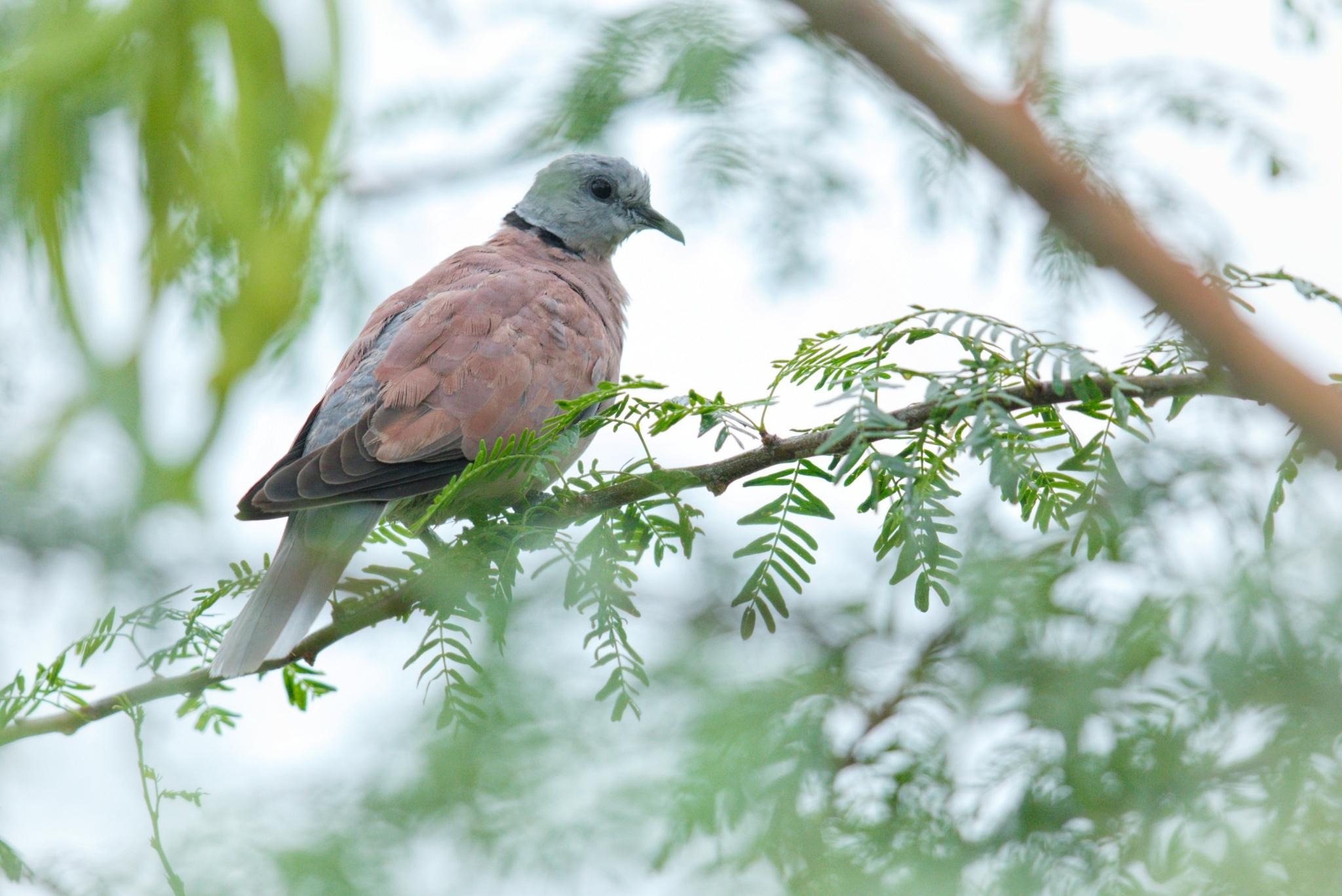 Red Collared-Dove