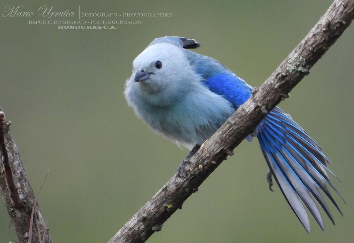 Blue-gray Tanager
