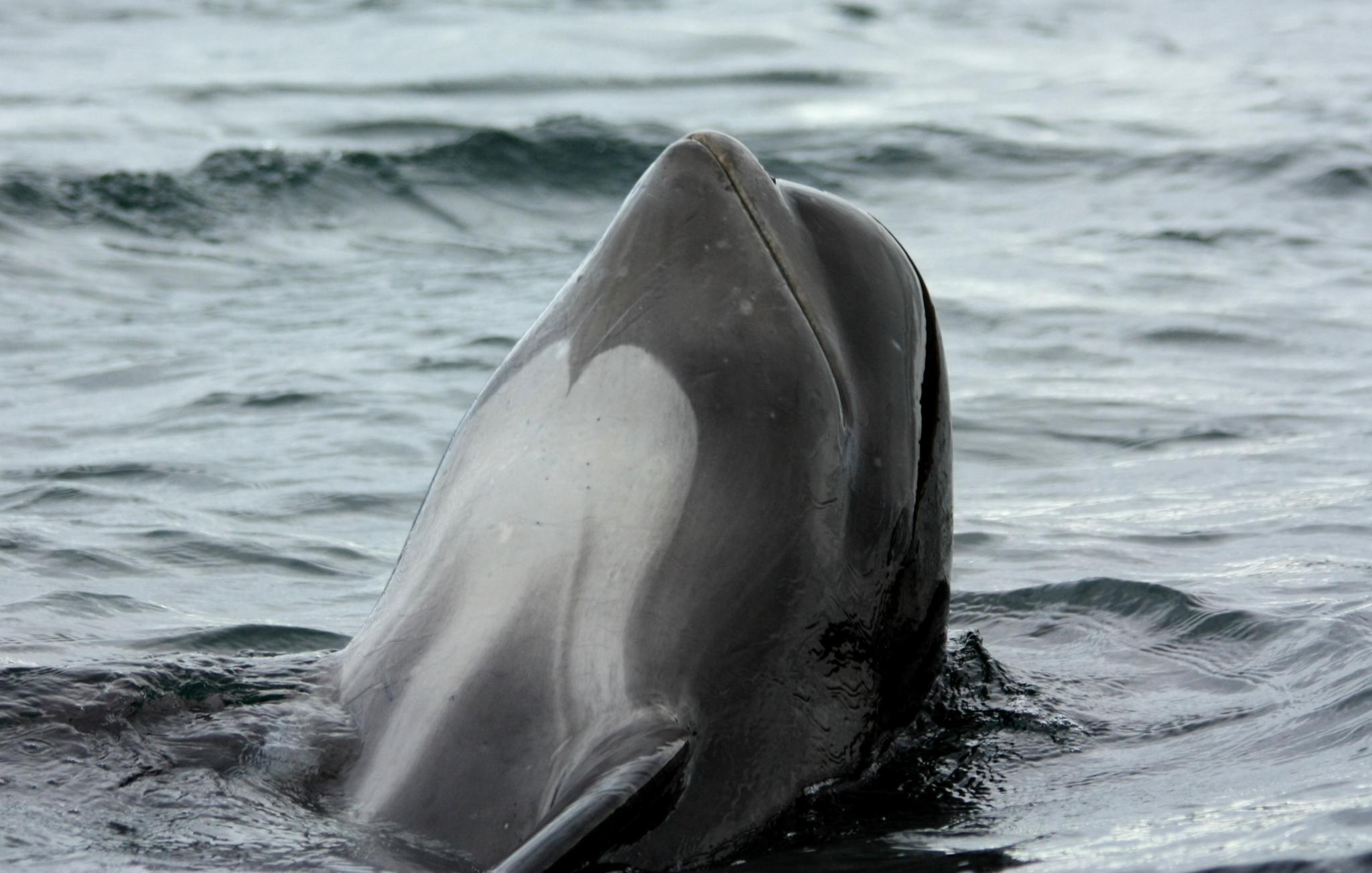 Ballena piloto de aleta larga