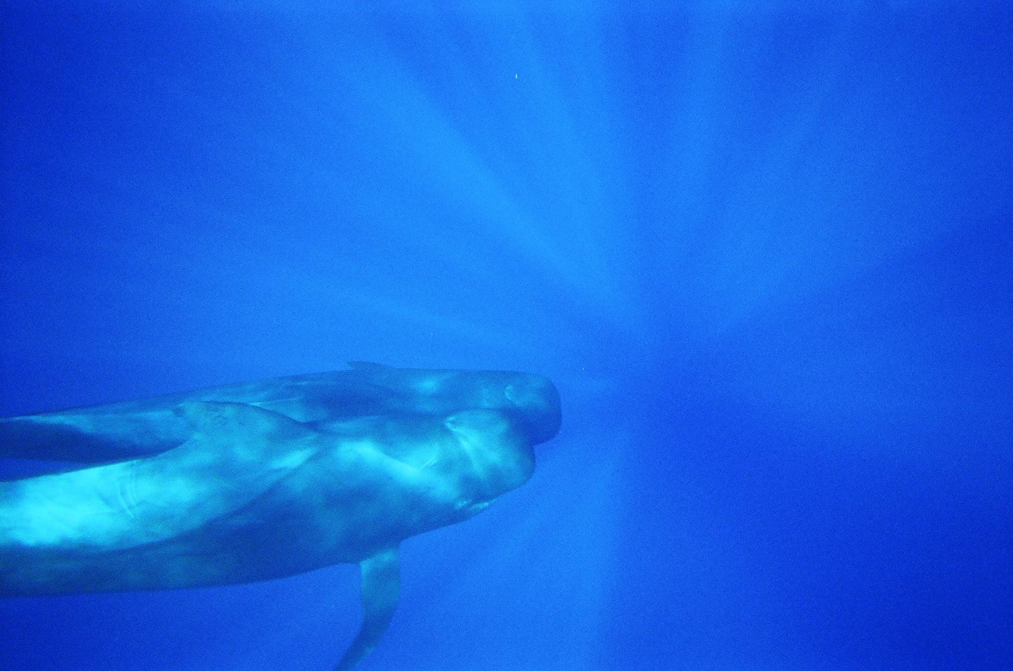 Ballena piloto de aleta larga