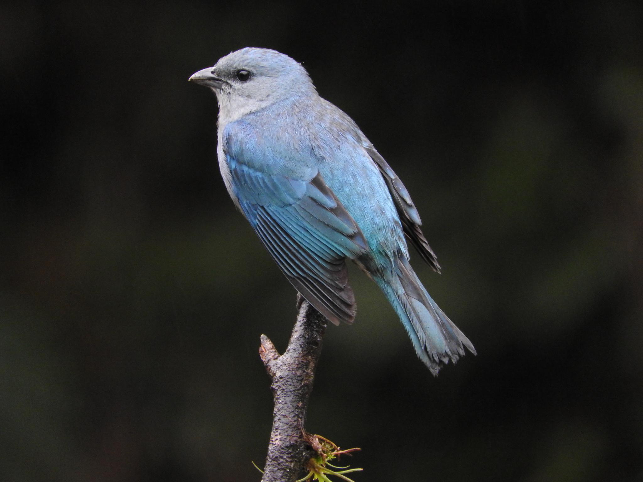 Azure-shouldered Tanager