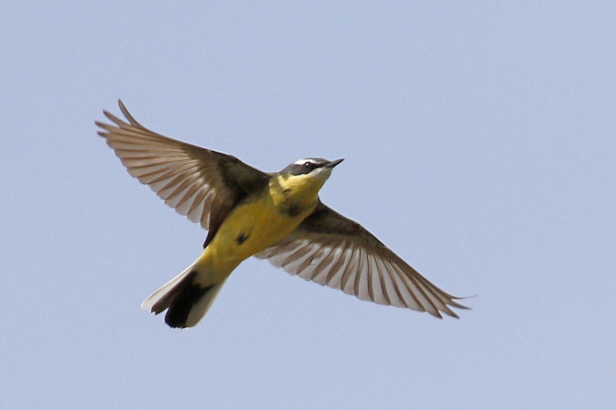 Lavandera Amarilla
