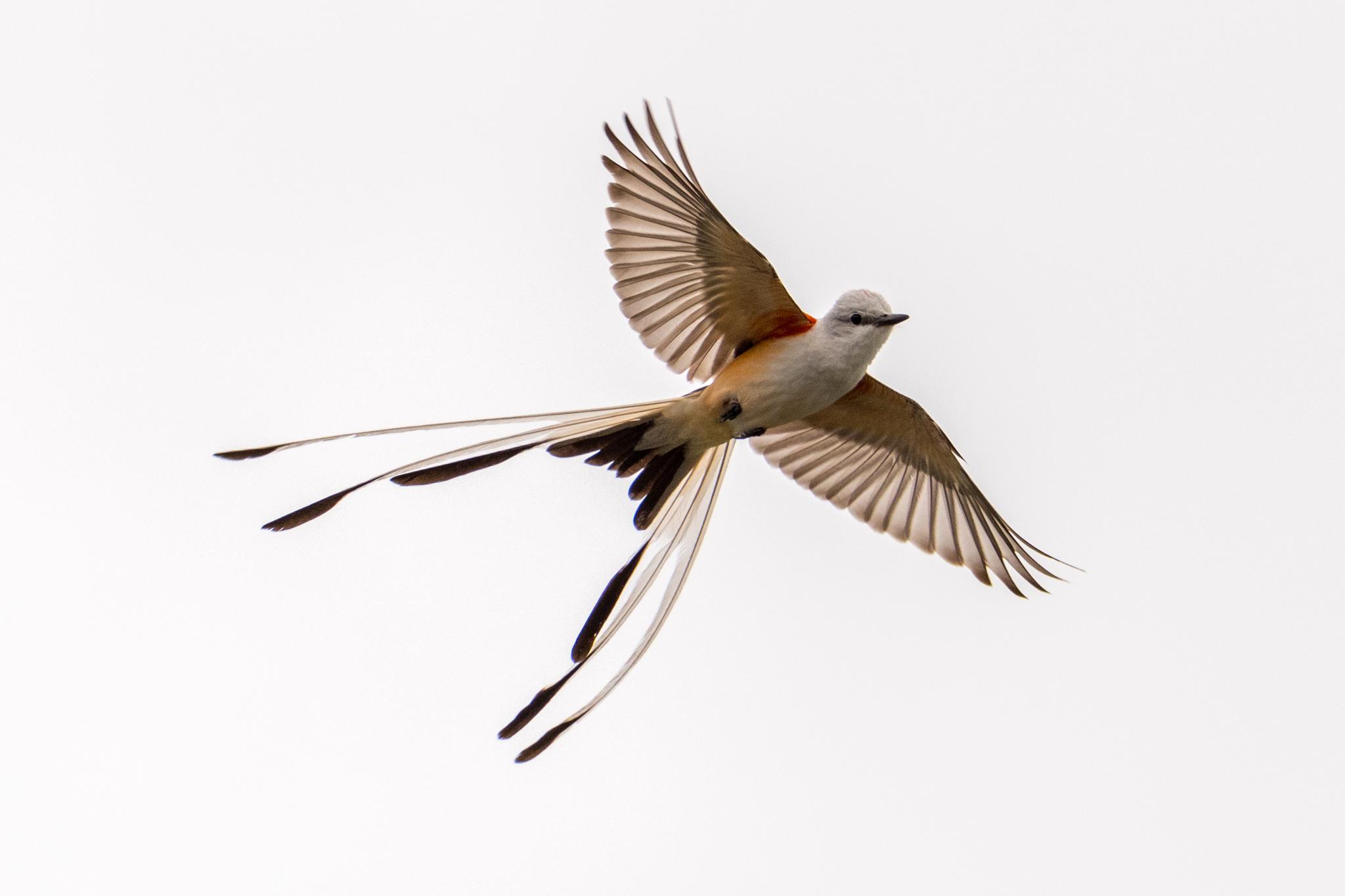 Perching Birds