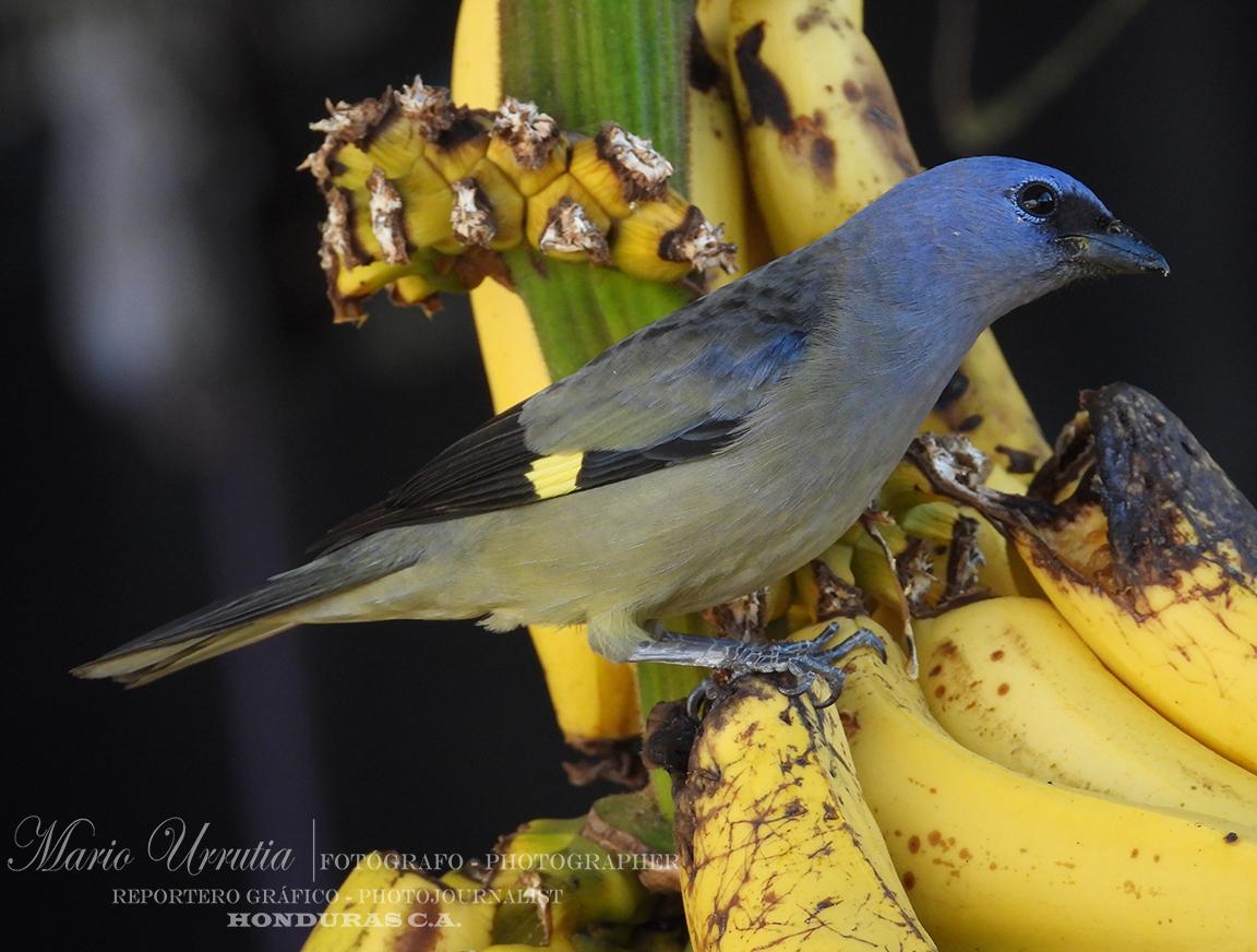 Yellow-winged Tanager