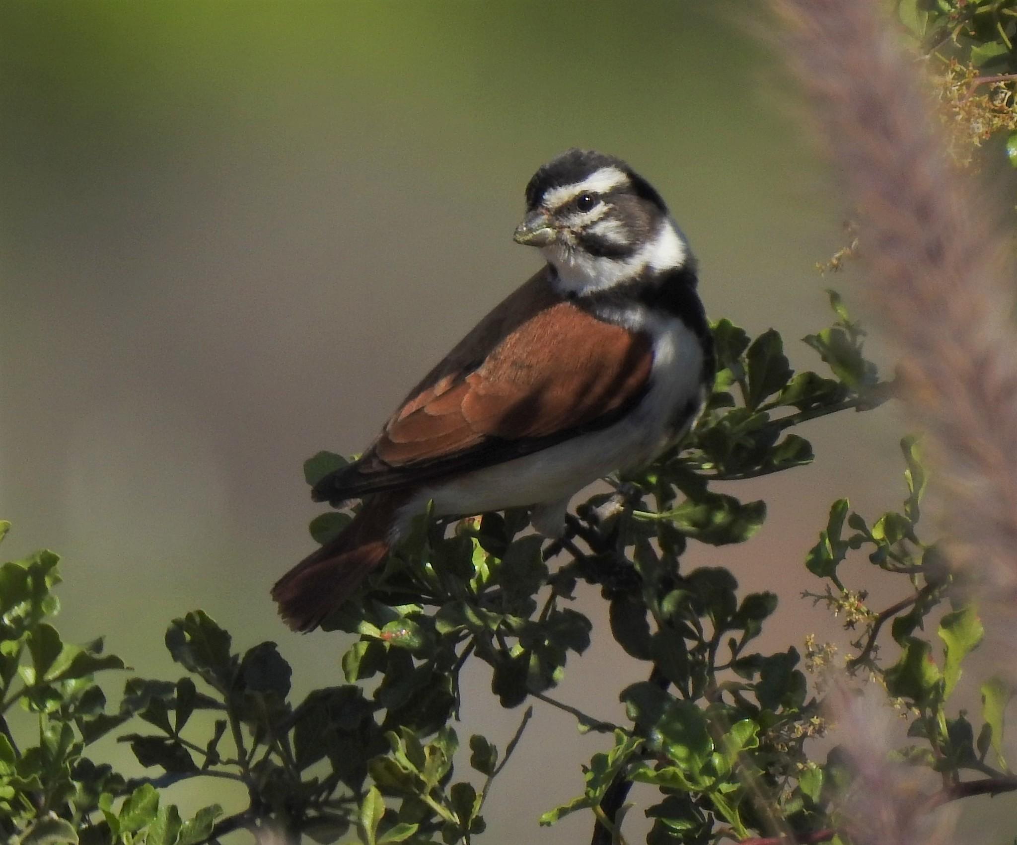 Serines