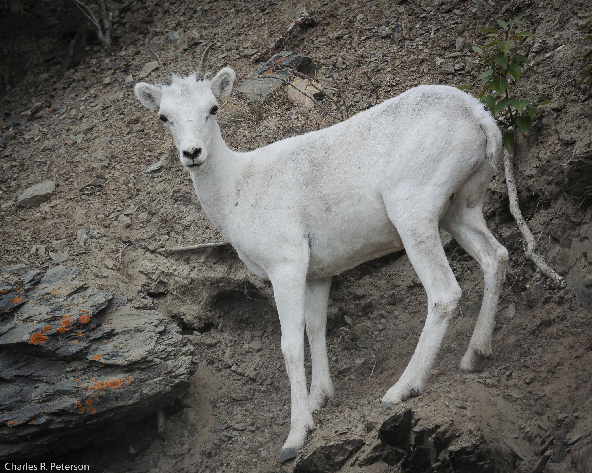Borrego de Dall